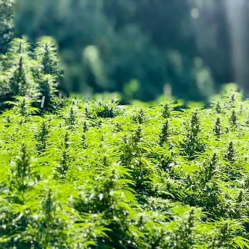 IMG_8843 (1)_edited.jpg