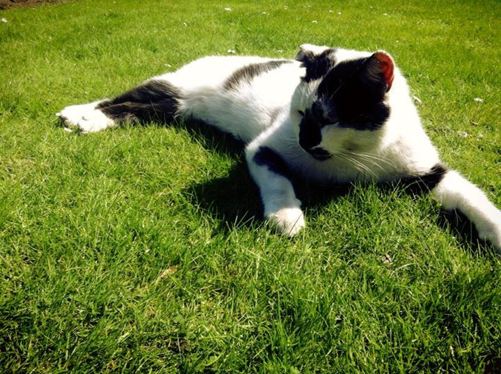 Uni Town Cat
