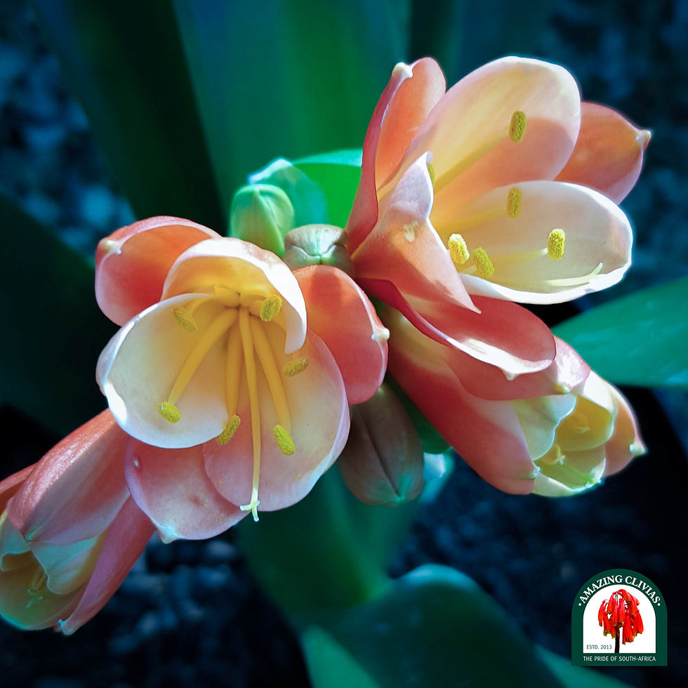 clivia-watermark (10 of 446).jpg
