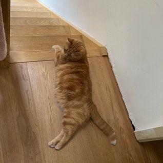 感情的になる。