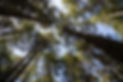 trees from the bottom.jpg