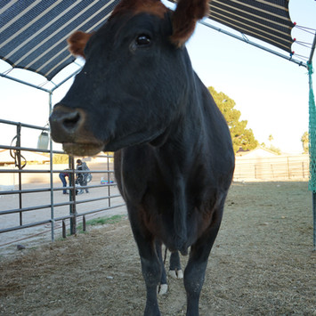 Brown cow under shaded area