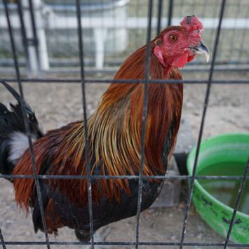 Red rooster in pen