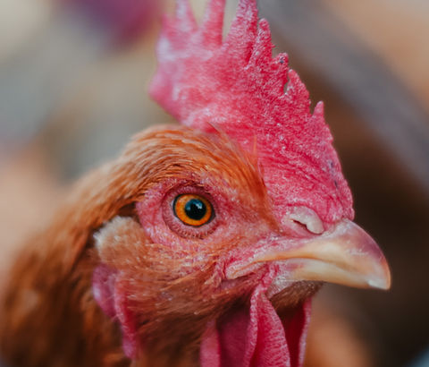 Close up of a red rooster's face