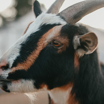 Black, brown and white goat