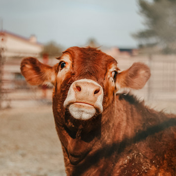 brown cow