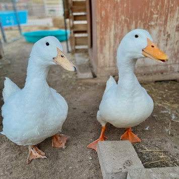 Two white ducks