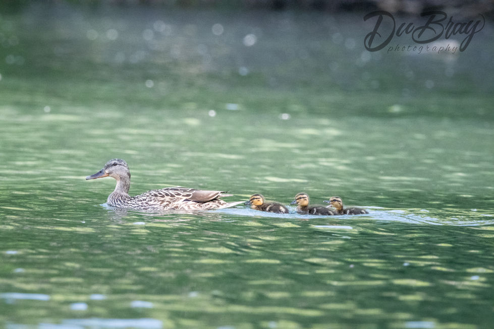 Ducklings-Canyon-Lake