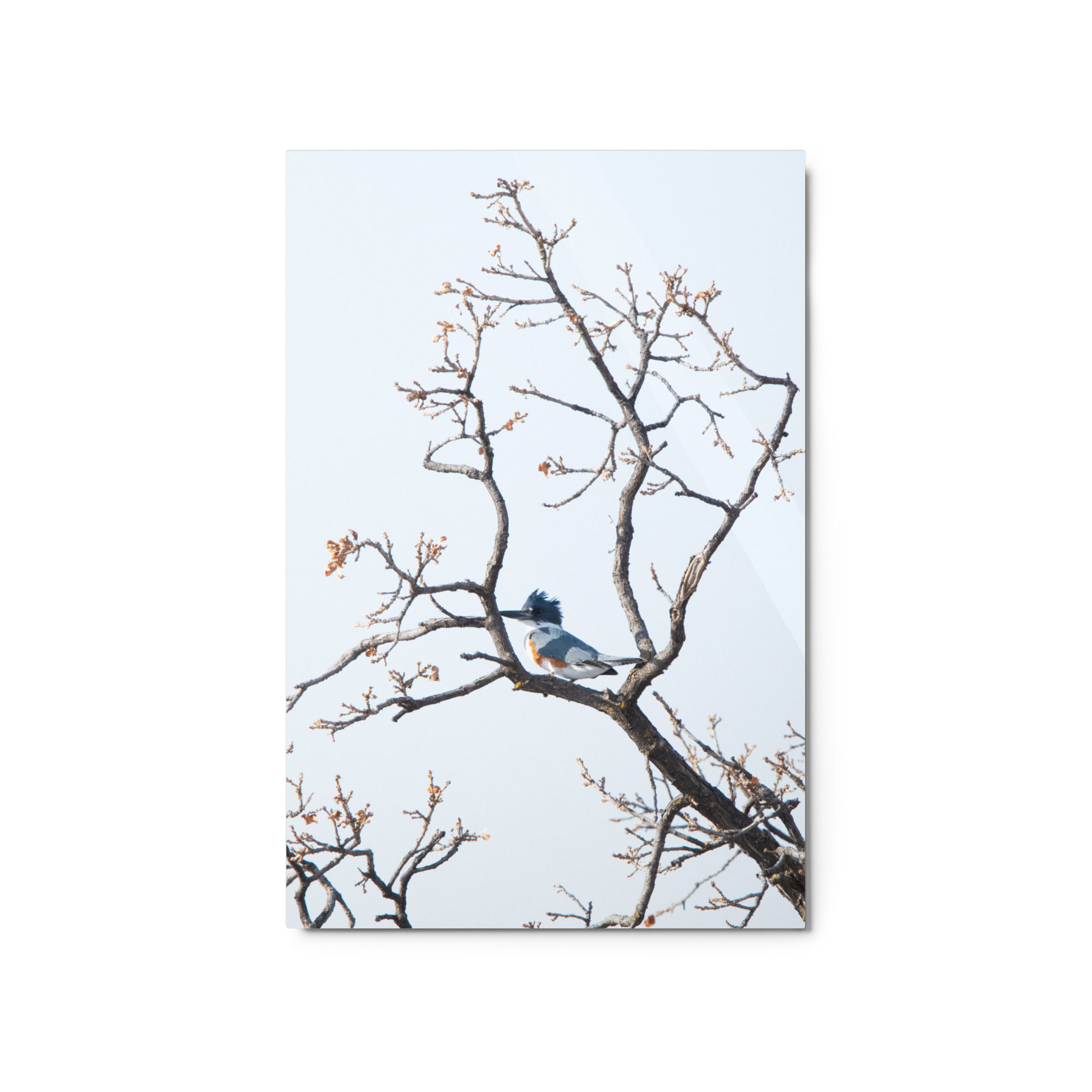 'Spearfish Kingfisher' Metal prints