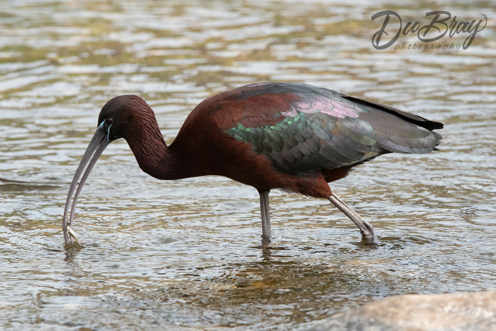 CLGlossyIbis-10