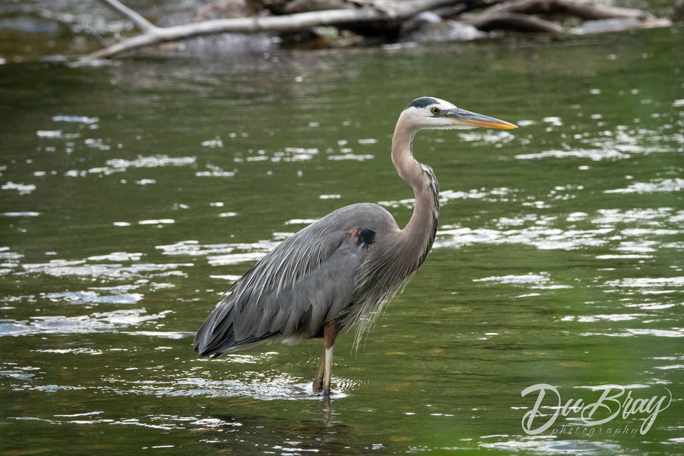 GBH-CanyonLake-3