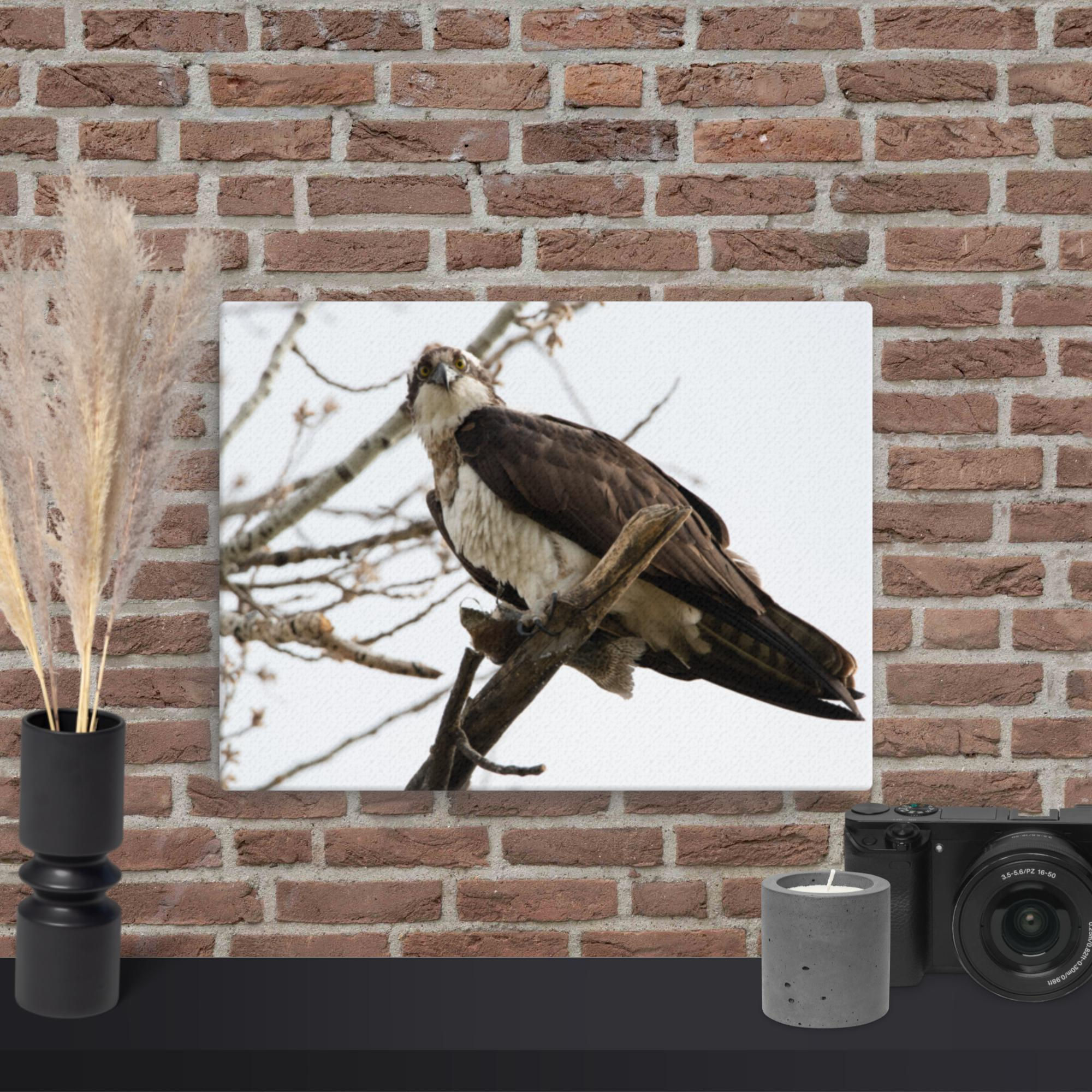 'Canyon Lake Osprey' Canvas