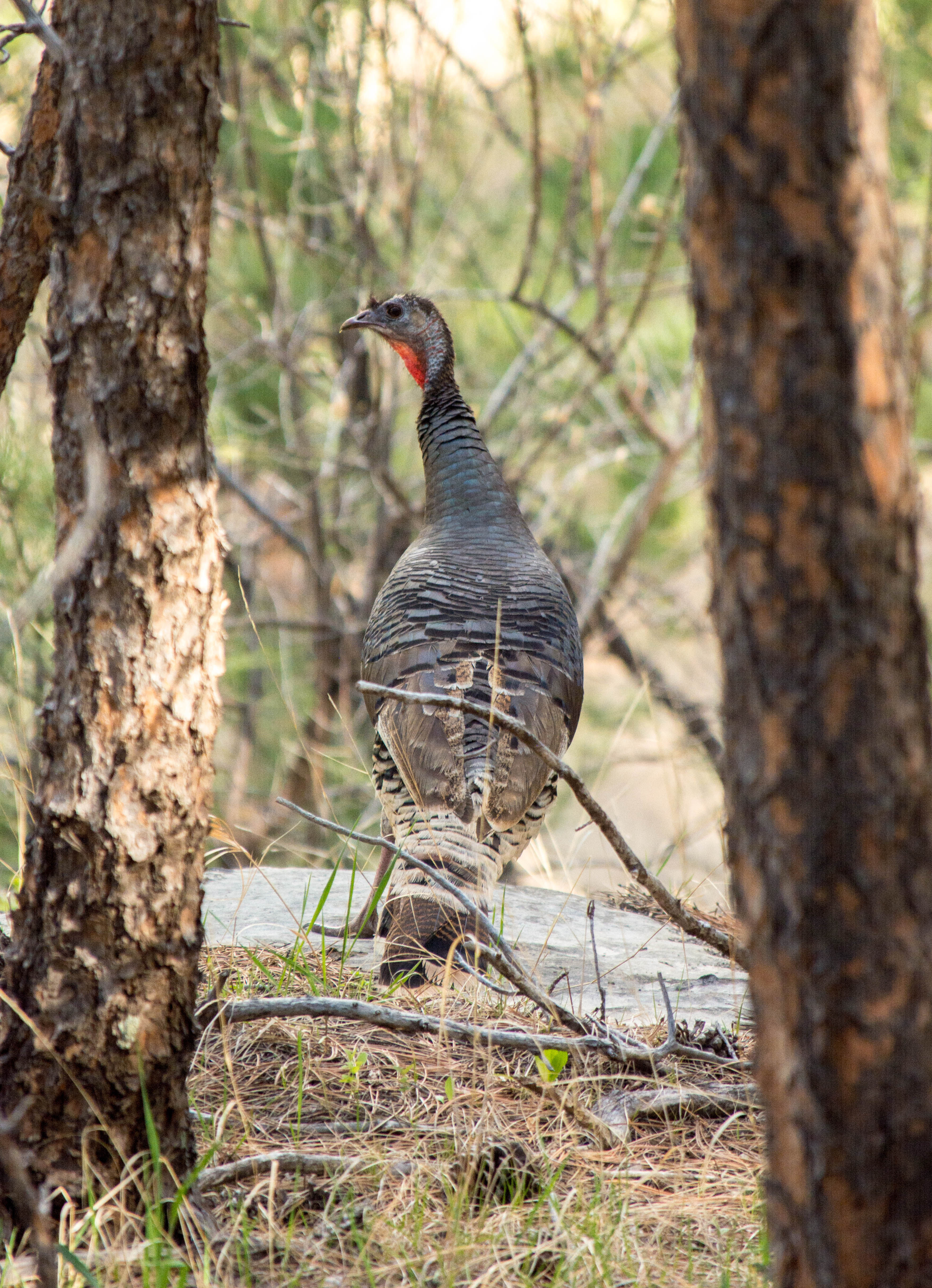 Print - 'M Hill Turkey'