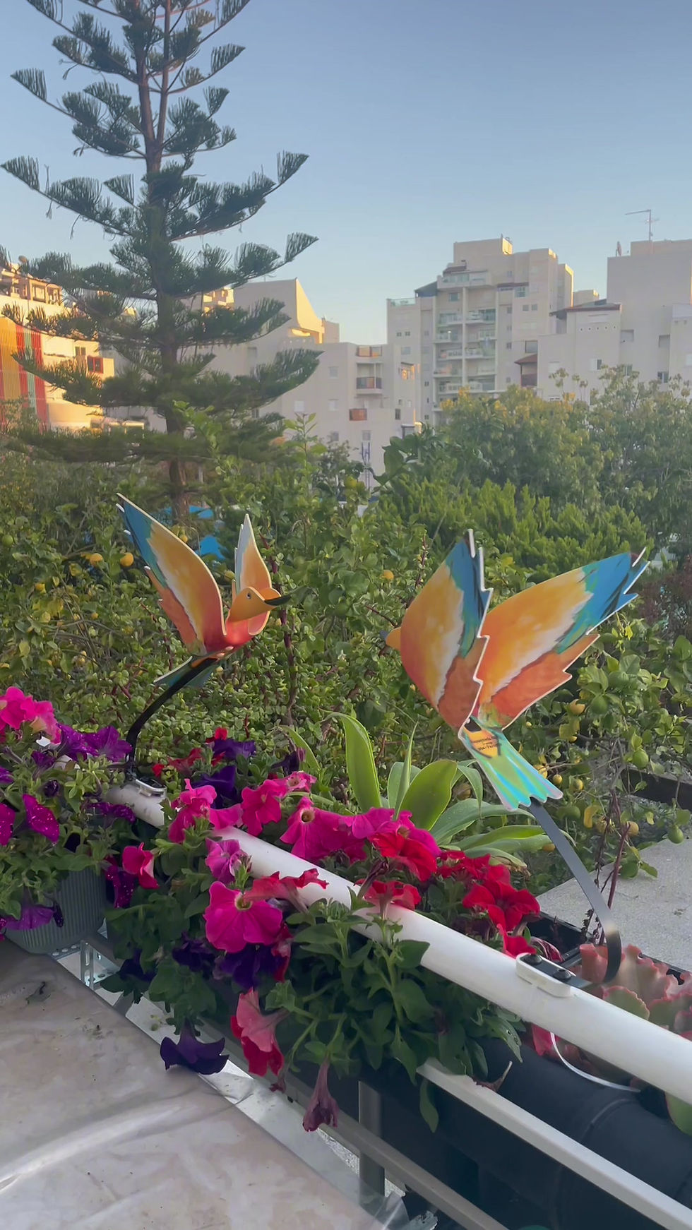 תמונה ממוזערת: מאיה צעירה 