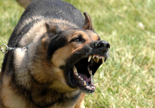 Barking Dogs and Reflective Rabbis