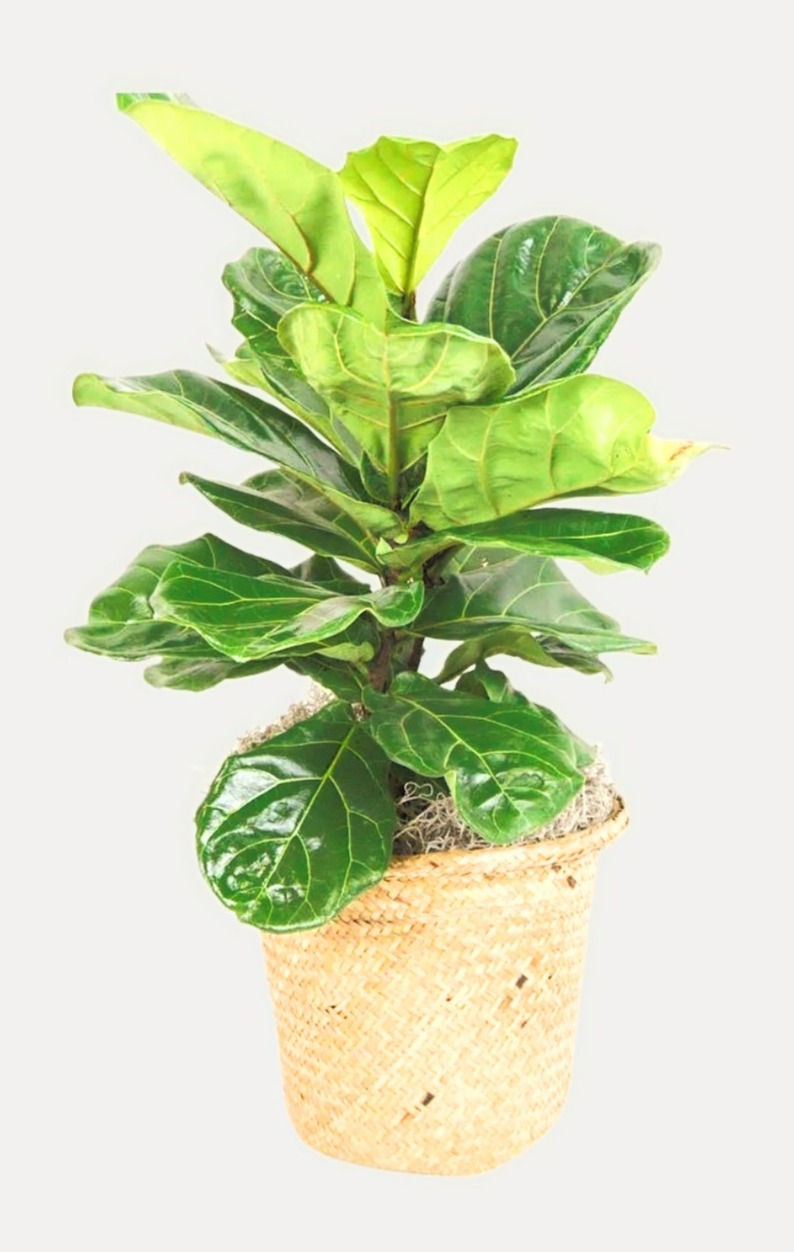Fiddle Fig Plant