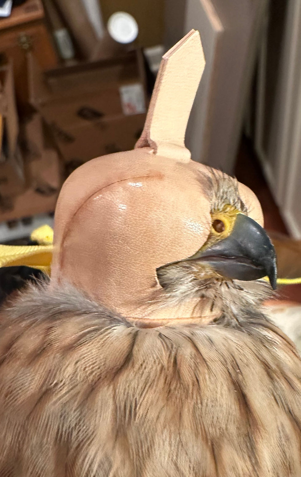 Thumbnail: Basic Kestrel Hood