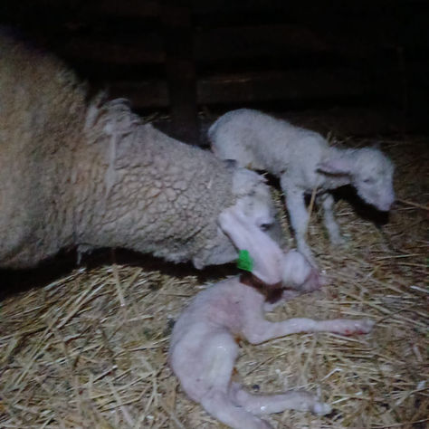 Welcome to our first Lambs!