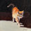Thumbnail: orange tabby cat in sunlight oil painting by Jenny berry sarasota Florida artist
