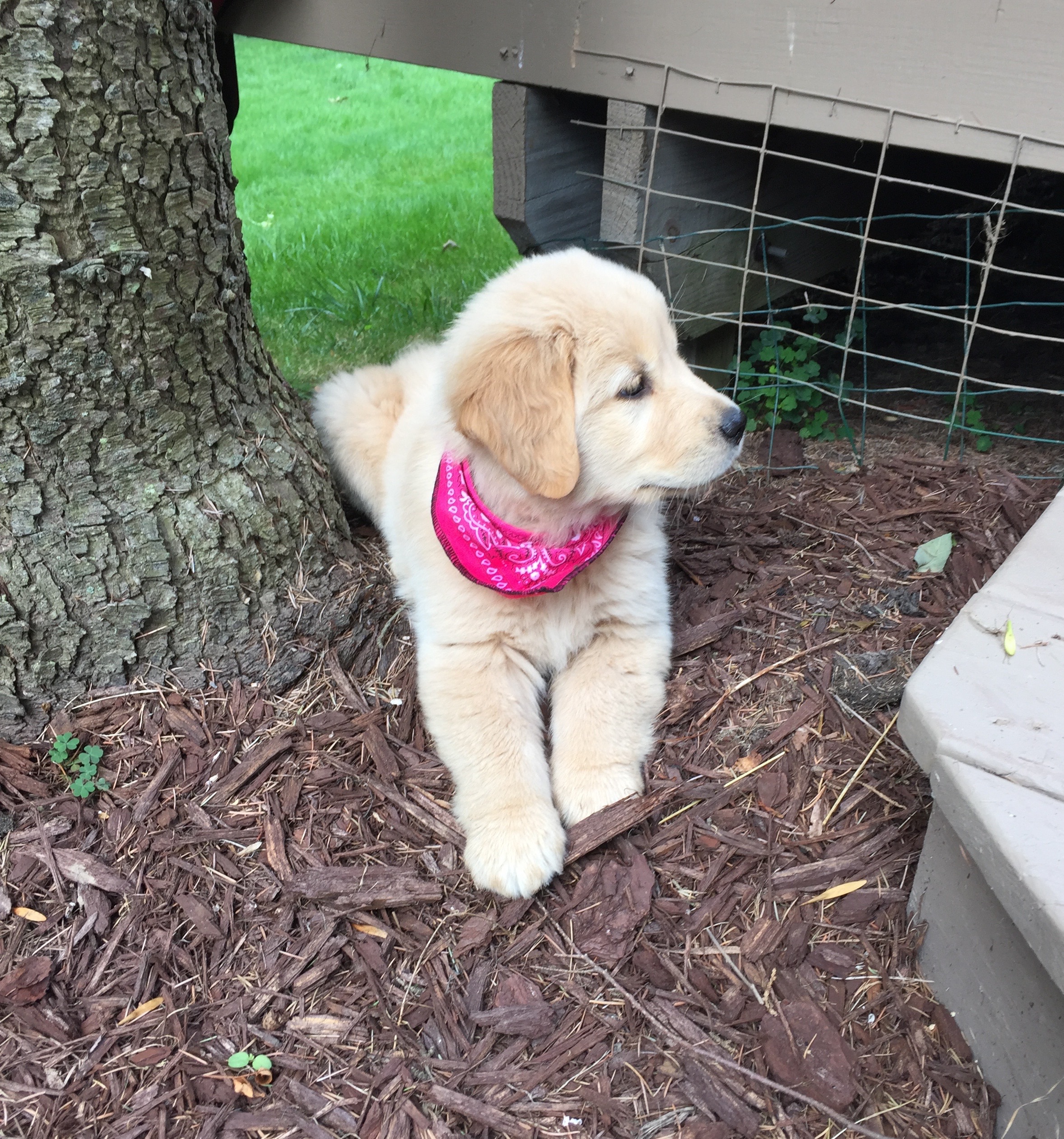 Home Riverwalk Golden Retrievers Rochester Ny