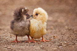 new-hybrid-animals-photoshop-37
