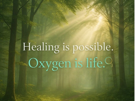 Sunlight filtering through a forest of trees