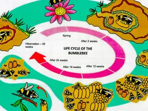 The Bumblebee life cycle