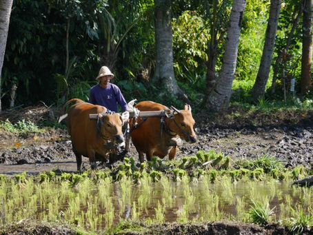 The Simplicity of Life in Sidemen, Bali