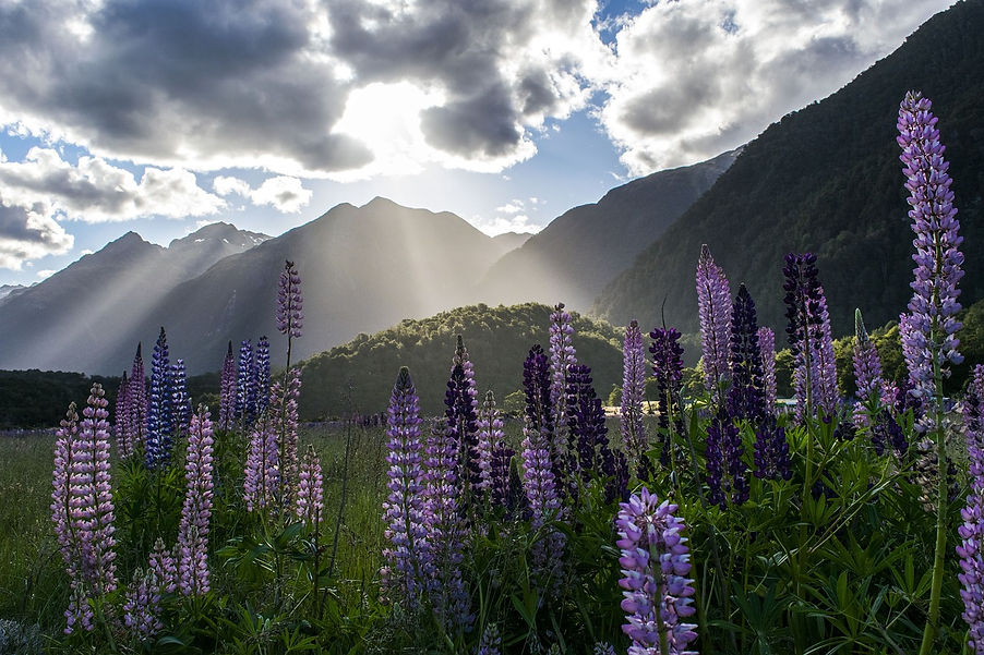 Flowering purple and mauve lupins with the Southern Alps of New Zealand in the background