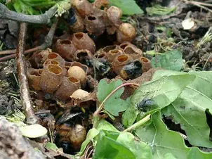 Bumblebee Nests at Your Place - FAQ