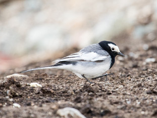 Kyrgyzstan - Birds of Eshigart