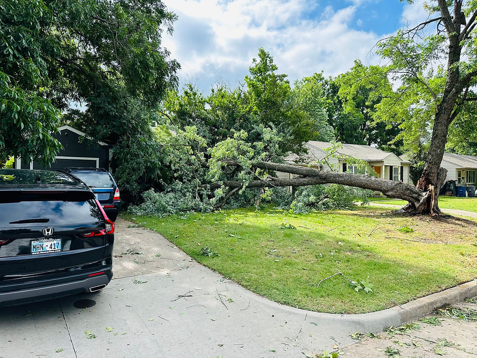 A tree broken from a Tulsa windstorm