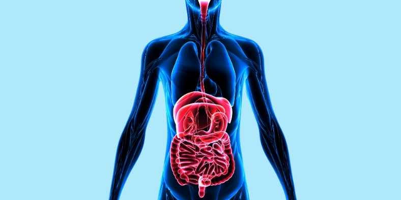 How Protein Digestion & Absorption Works