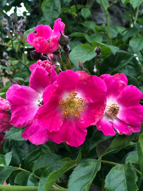 Summer rose displays - many still going strong in November
