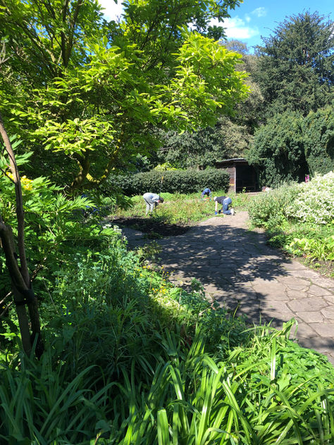 Success in weeding rose beds