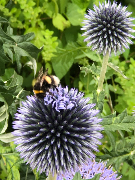 June & July - bindweed and bees