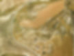 DJI_0019.jpg