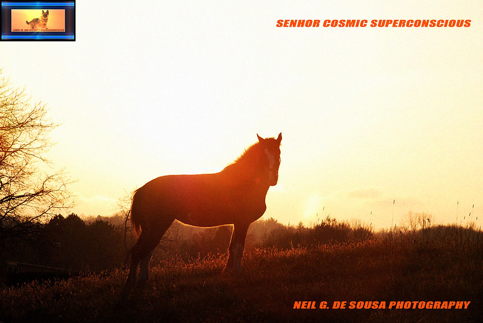 ngdssenhorcosmic