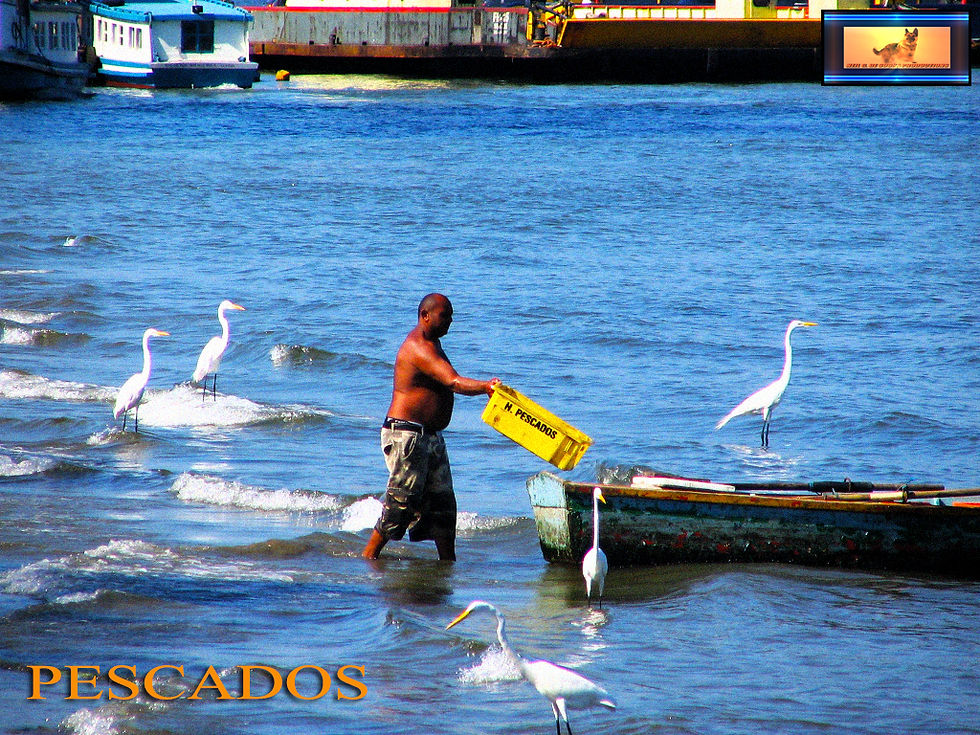 ngdesousapescadosfisherman