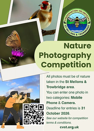 cvst photo comp_edited.jpg