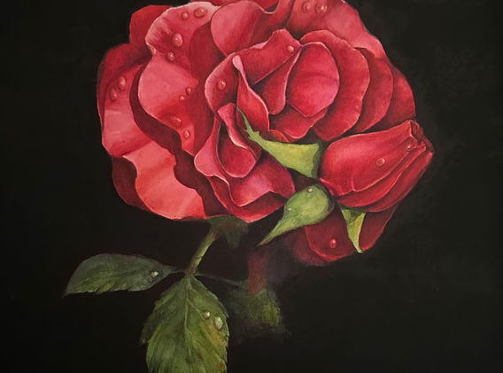 Red Rose
Watercolor painting by Dee Hendrix