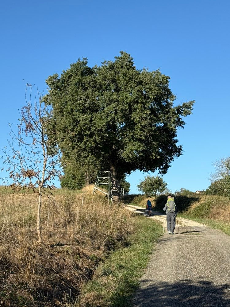 Oak Tree and hide for shooting deer