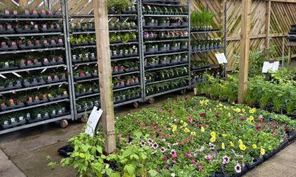 Plants in polytunnel