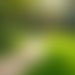 Expert Lawn Care Tips for a Lush Landscape