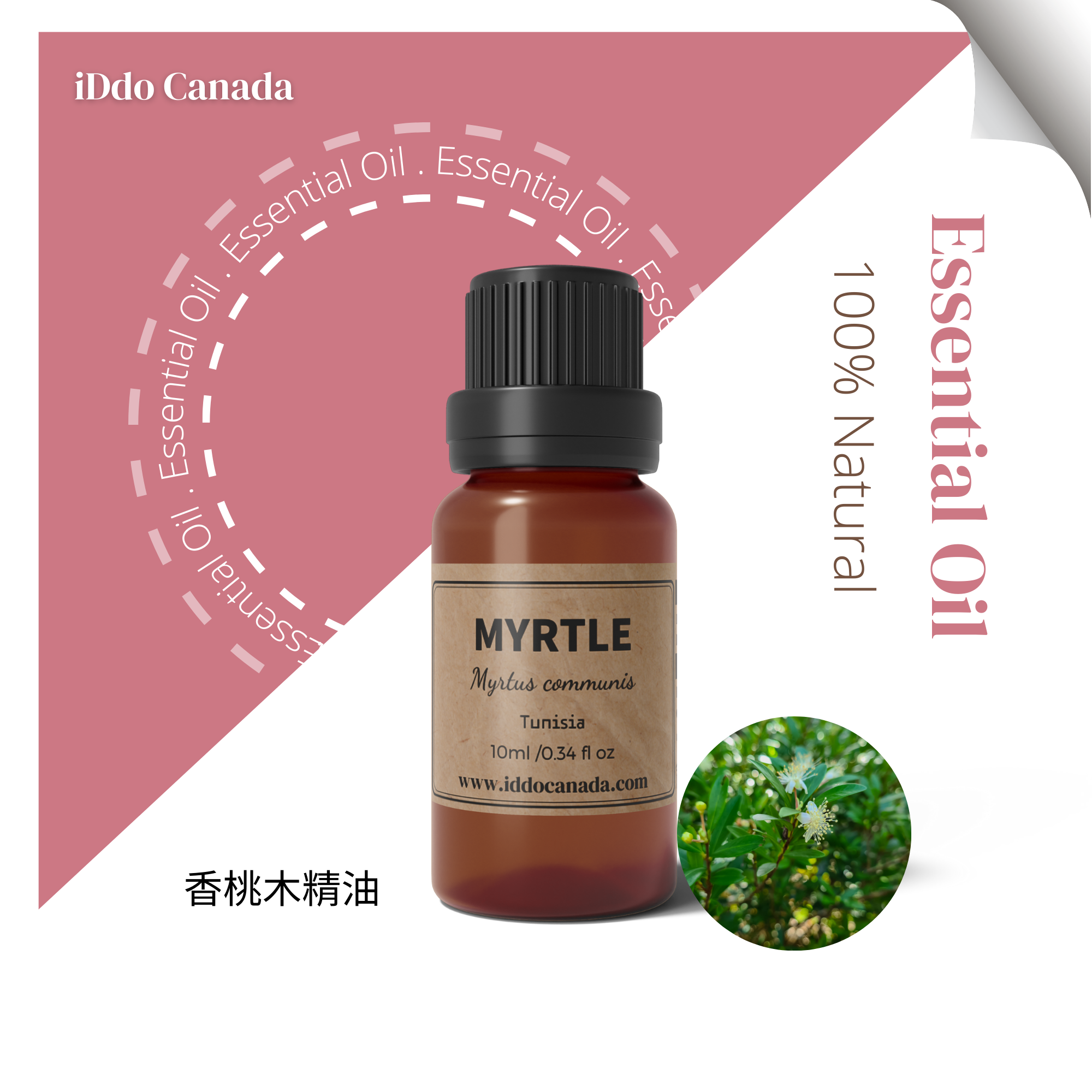 MYRTLE香桃木(桃金孃)精油