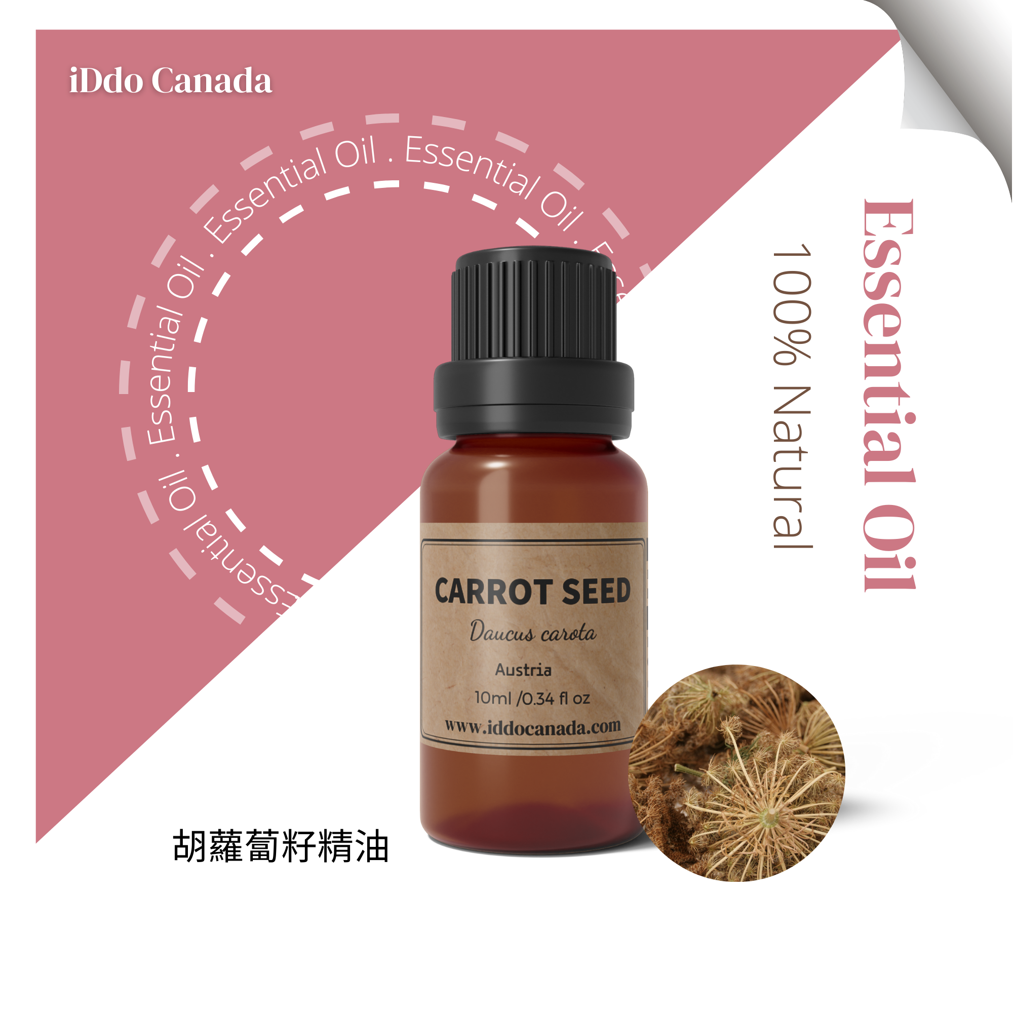 CARROT SEED 胡蘿蔔籽精油