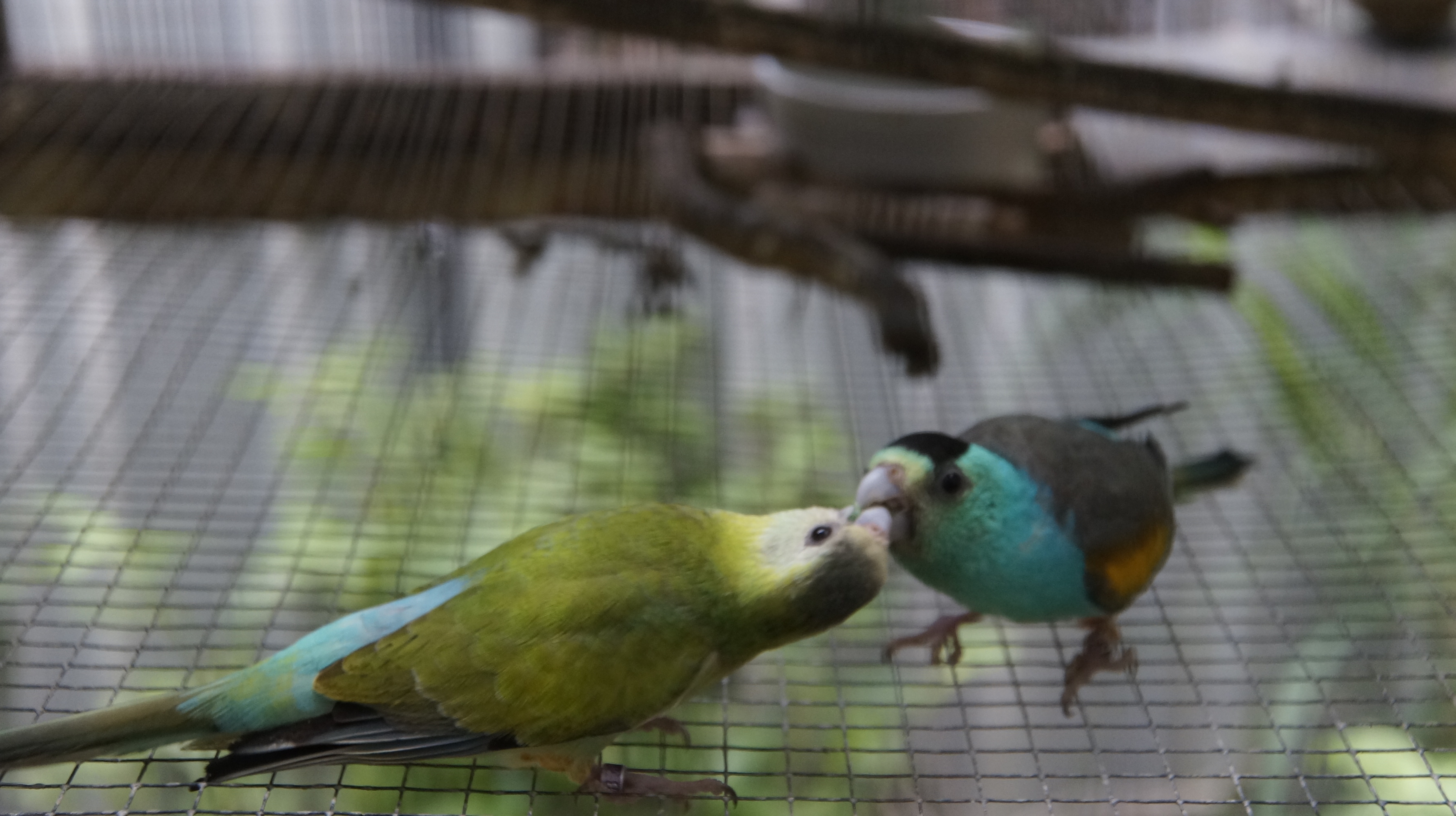 Species MakeUp Flite n Flock Avian