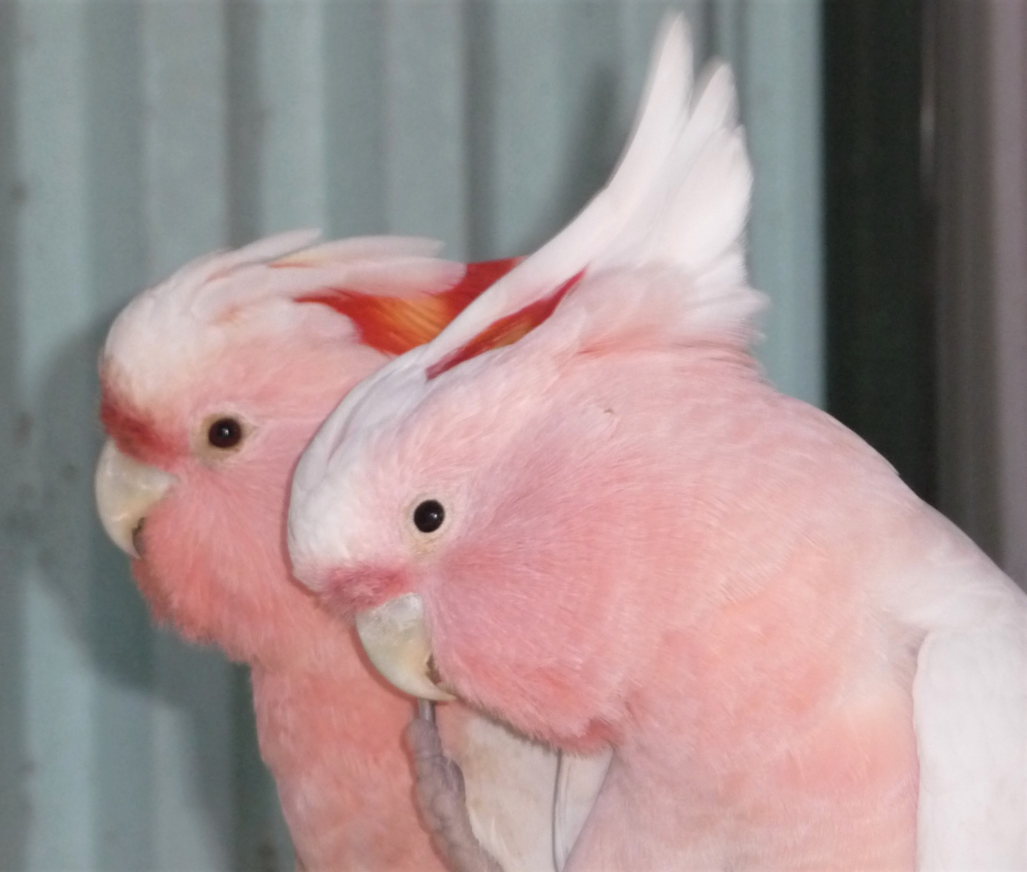 Thuringowa Bird Club Inc. logo