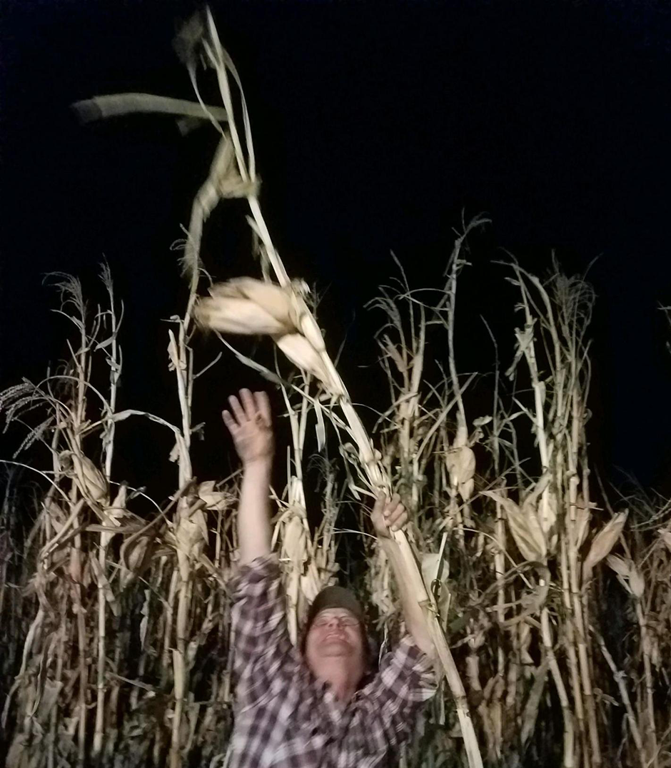 A man is shown in a corn field reaching toward the top of a stalk of King Philip Corn.