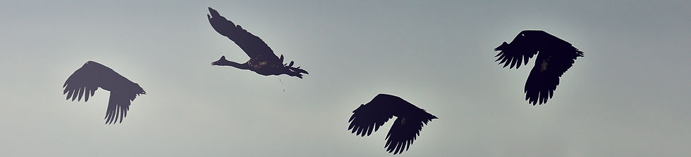 bunch of birds flying in the sky